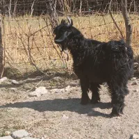 ۴ عدد بزغاله چاق|حیوانات مزرعه|ایلام, |دیوار