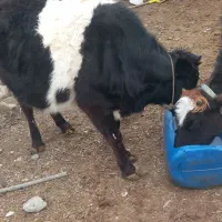 گوساله|حیوانات مزرعه|گرمادوز, |دیوار