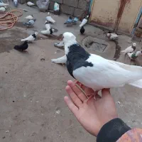 تعدادی طوقی معامله با صرب|پرنده|باروق, |دیوار