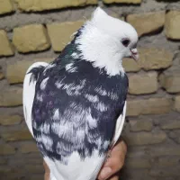 طوقی .کبوتر|پرنده|یاسوج, |دیوار