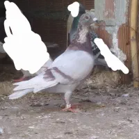 کبوتر مسافتی فیلی و سفید|پرنده|مینودشت, |دیوار