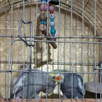 عروس هلندی مولدفروشی