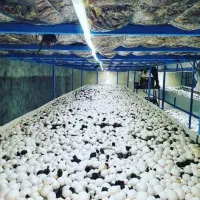 پرورش قارچ شغل خانگی /پرورش قارچ