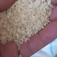برنج کامفیروز درجه یک|خوردنی و آشامیدنی|آباده, |دیوار