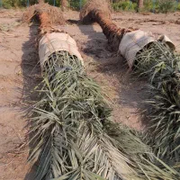پاجوش نخل|گل و گیاه طبیعی|رودان, |دیوار
