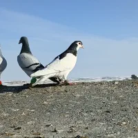 خال|پرنده|تربت جام, میان جام|دیوار