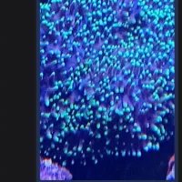 آکواریوم آبشور|ماهی|شهریار, دهشاد پائین|دیوار