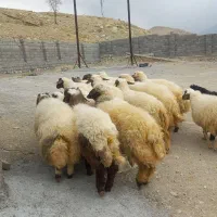 ۱۸ بره چاق و ریز قلم سفید کاور مشتری پسند|حیوانات مزرعه|ایلام, |دیوار