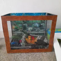 آکواریوم|ماهی|شیروان (خراسان), |دیوار