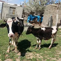 گاو و گوساله هلشتاین