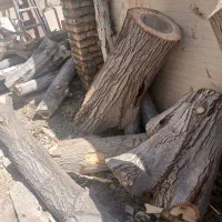 هرس کاری چوب بری تنگ چنار ارنان،گاریز مهریز،سخود|خدمات باغبانی و درختکاری|یزد, |دیوار