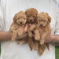 پودل رد-لایت رد