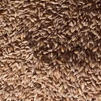 جو گندم|لوازم جانبی حیوانات|کبودرآهنگ, |دیوار