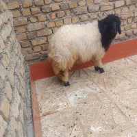 بره فروش|حیوانات مزرعه|دره شهر, |دیوار