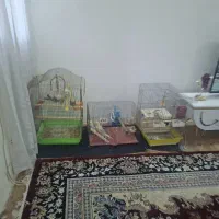 عروس هلندی نر و ماده|پرنده|قرچک, محمد آباد|دیوار