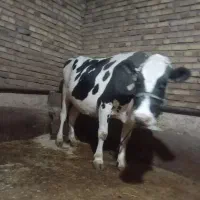 گاو گوساله|حیوانات مزرعه|دینور, |دیوار