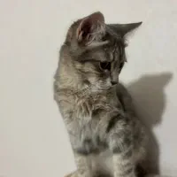 واگذاری گربه|گربه|خوی, |دیوار