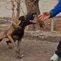 مربی سگ|خدمات آموزشی|گرمدره, |دیوار