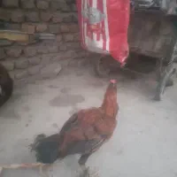مرغ
