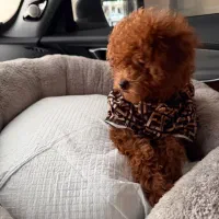 توی پودل دارک رد با اصالت کامل