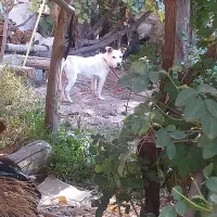 پاکوتاه|سگ|مرند, |دیوار