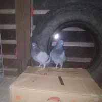 گمشده پیرانشهر کونه خانه|حیوانات|مهاباد (آذربایجان غربی), |دیوار