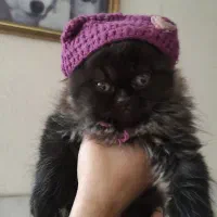 واگذاری گربه پرشین اسکاتیش بریتیش