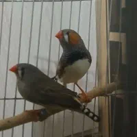 حراج دو فنچ زیبا فقط ۷۰۰