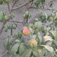 باغچه-288متری-سند-تک-برگ-شهریار