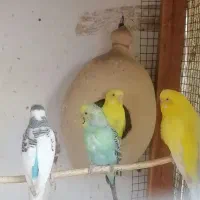 مرغ عشق فروشی|پرنده|چابهار, |دیوار