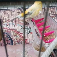 یک قناری نر فقط خودش|پرنده|قرچک, داوود آباد|دیوار