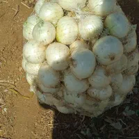 پیاز درشت ریز درجه یک