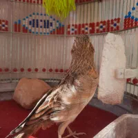 سهره قناری|پرنده|یزد, |دیوار