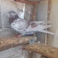 ماده خارجی|پرنده|ماکو, |دیوار