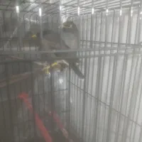 دوتا مینا جفت هستن 1500