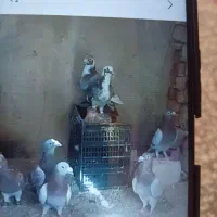 چنتا کبوتر مسافتی