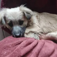 واگذاری سگ آسیب دیده