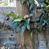 فروش درخت صنوبر|عمده‌فروشی|آستانه اشرفیه, |دیوار