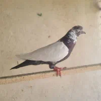 کفتر پرشی غریب گیری