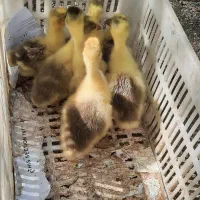 جوجه غاز ۱۵ روزه