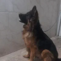 ژرمن بالغ شولاین بلک و دورنگ اصل|سگ|ورامین, ورامین|دیوار