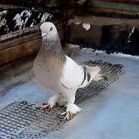 کبوتر بهبهانی سینه سیاه سرکه ای قهوه ای نقره ای