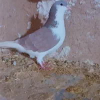 سار ماده|پرنده|گرمخان, |دیوار