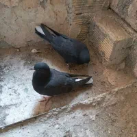 کبوتر|پرنده|اصفهان, شاهزید|دیوار