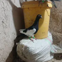 یهودی وسرخ هردو نر