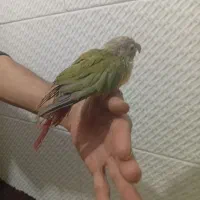 گرینچیک|پرنده|مشهد, ایثار|دیوار