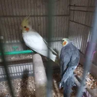 عروس نر