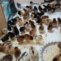 جوجه محلی تکی 75 تومن