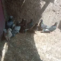 پلاکی