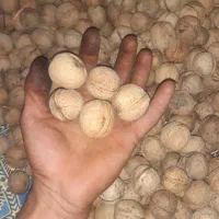 گردو باغی درجه ۱